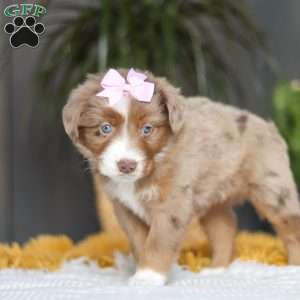 Oz, Miniature Australian Shepherd Puppy